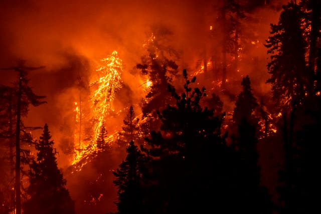 <p>The Bobcat Fire burns in September 2020 outside Los Angeles</p>