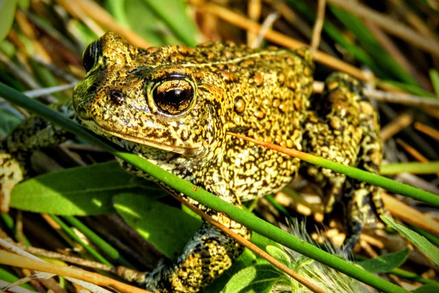 Endangered Species Act Rare Toad