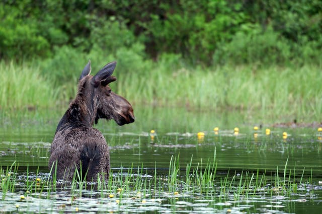 <p>A moose wading through a pond in Ontario, Canada.  Wyoming officials said Wednesday that a moose had been found dead in the northern U.S. state following an anthrax infection. The last confirmed case of anthrax in Wyoming wildlife was confirmed in 1956</p>