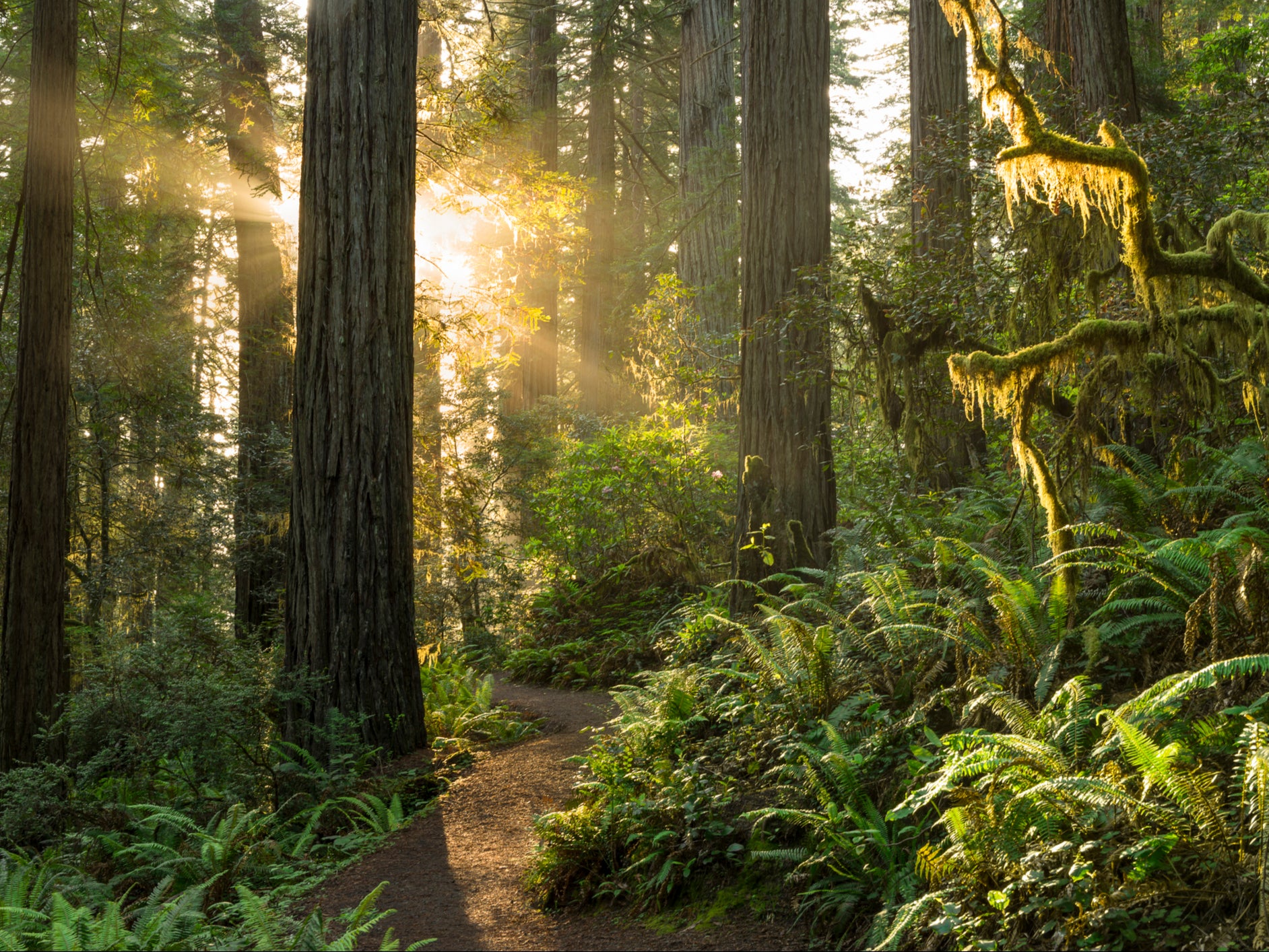 Old growth forest in Redwood, California