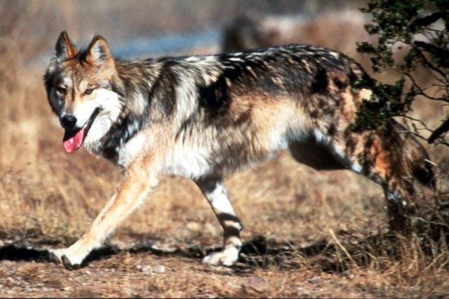 Endangered Wolves Death