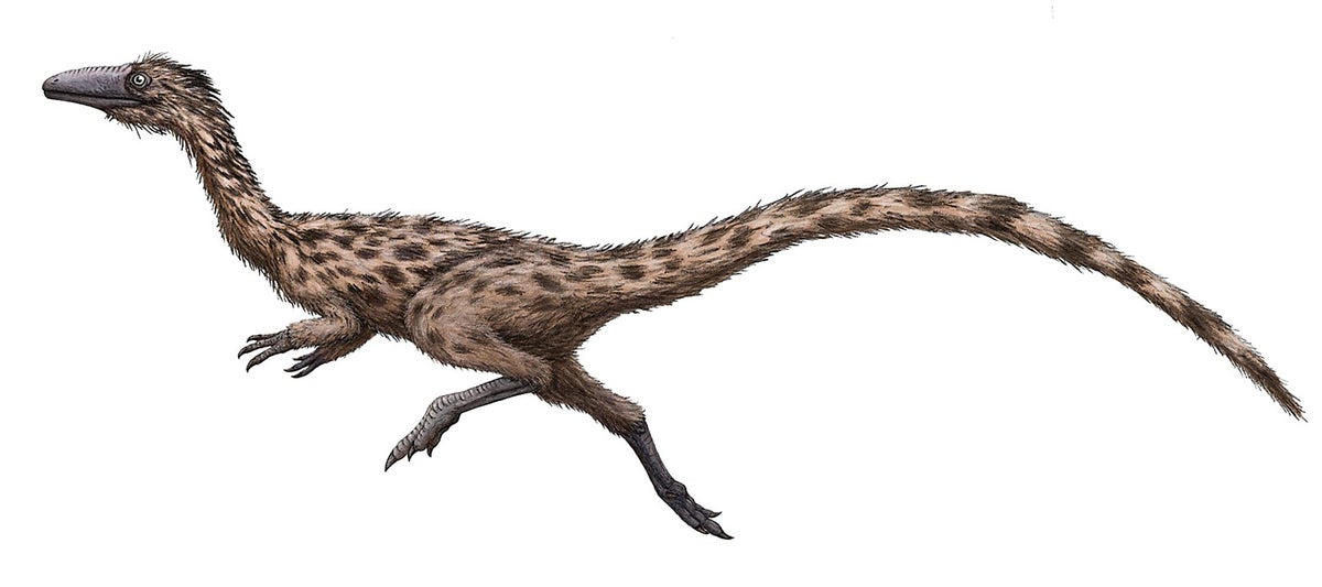 ‘Swift-footed lizard’ named Massachusetts state dinosaur