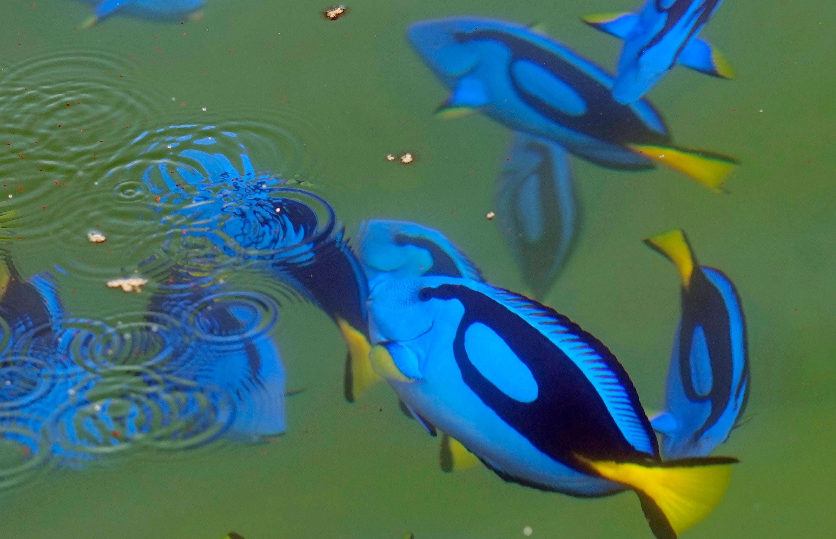 Aquarium Fish-Captive Breeding