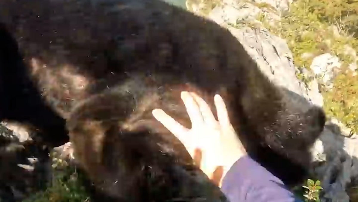 Watch moment rock climber fights off bear on cliff edge