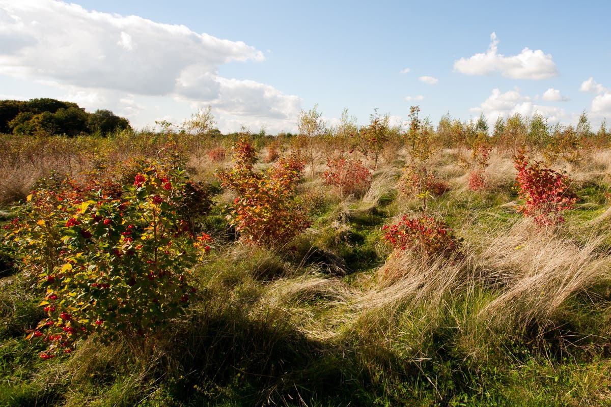 Woodland expansion for climate fight at risk from Government plans – charity