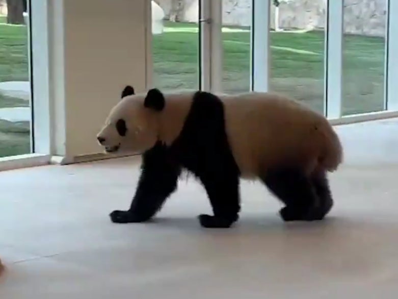 Fifa World Cup 2022: Two pandas sent by China reach Qatar ahead of ...