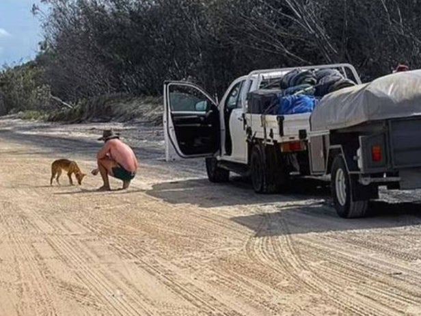 Man was spotted feeding dingo biscuits from his truck