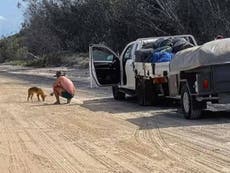 Tourist fined over £1,000 for ‘brazenly’ feeding dingo biscuits