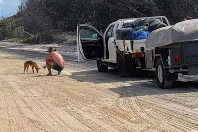 <p>Man was spotted feeding dingo biscuits from his truck</p>