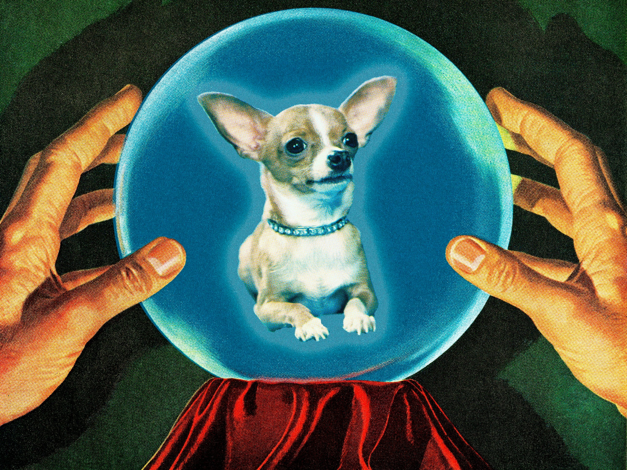 Your dog is missing. Could a pet psychic get them back? | The Independent