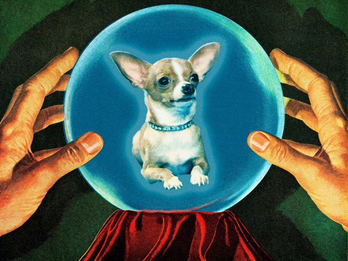 your-dog-is-missing-could-a-pet-psychic-get-them-back-the-independent