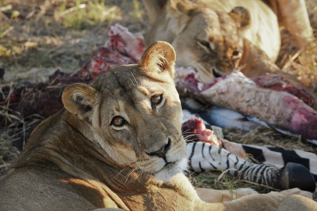 Outdated wildlife law inflicts misery on Zimbabweans living near animals