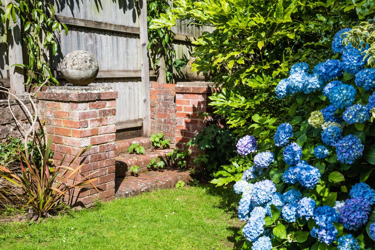 Don’t replace struggling plants ‘like for like’ as temperatures rise, RHS says