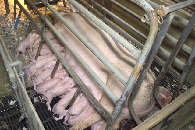 <p>Pigs are kept in crates too small for them to stretch or turn round in  </p>