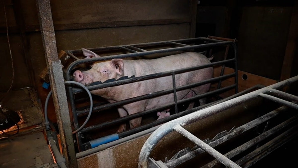 Undercover footage reveals UK pigs kept in cages so small they cannot turn around