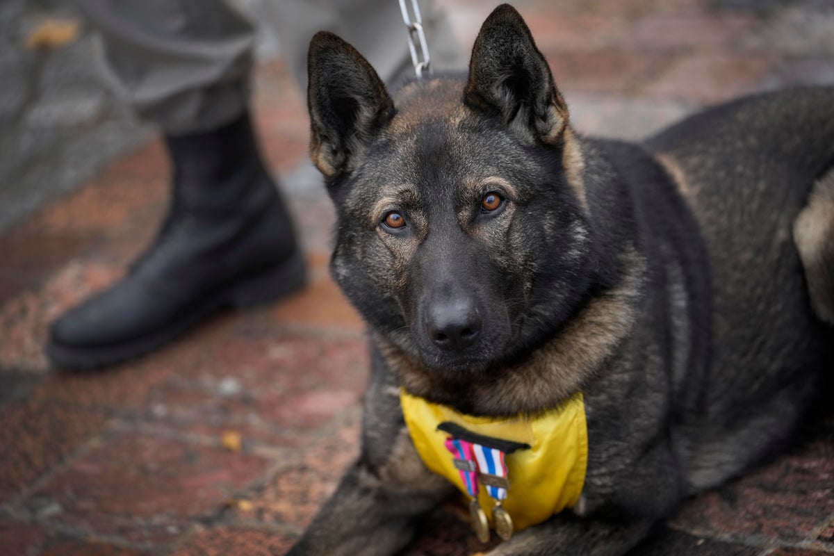 France honors hero dogs, highlighting their achievements