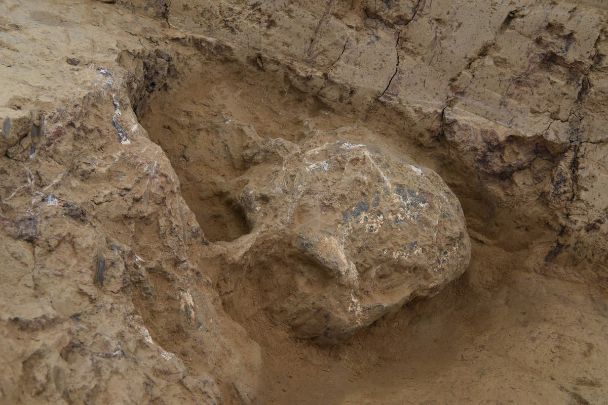 Skull fossil may offer clues to human origins | The Independent