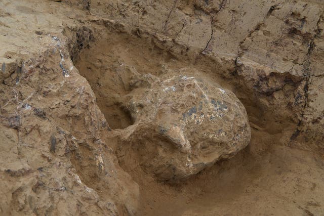 <p>The No 3 skull fossil of Yunxian Man</p>