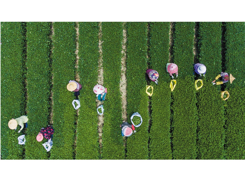 Villagers pick spring tea at a tea garden in Anxi county, Fujian province