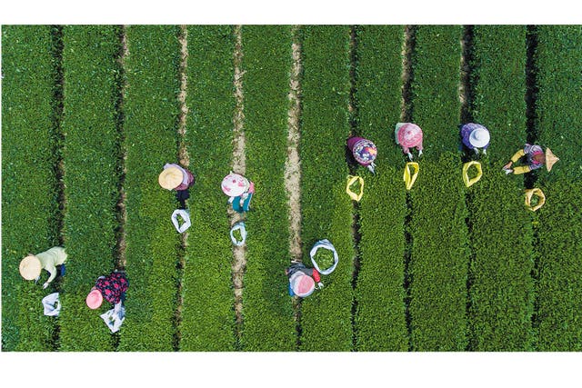 <p>Villagers pick spring tea at a tea garden in Anxi county, Fujian province</p>