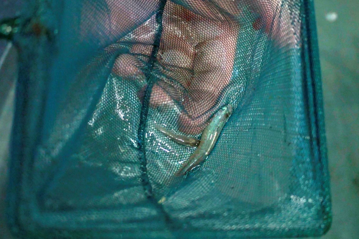 Endangered Topminnow