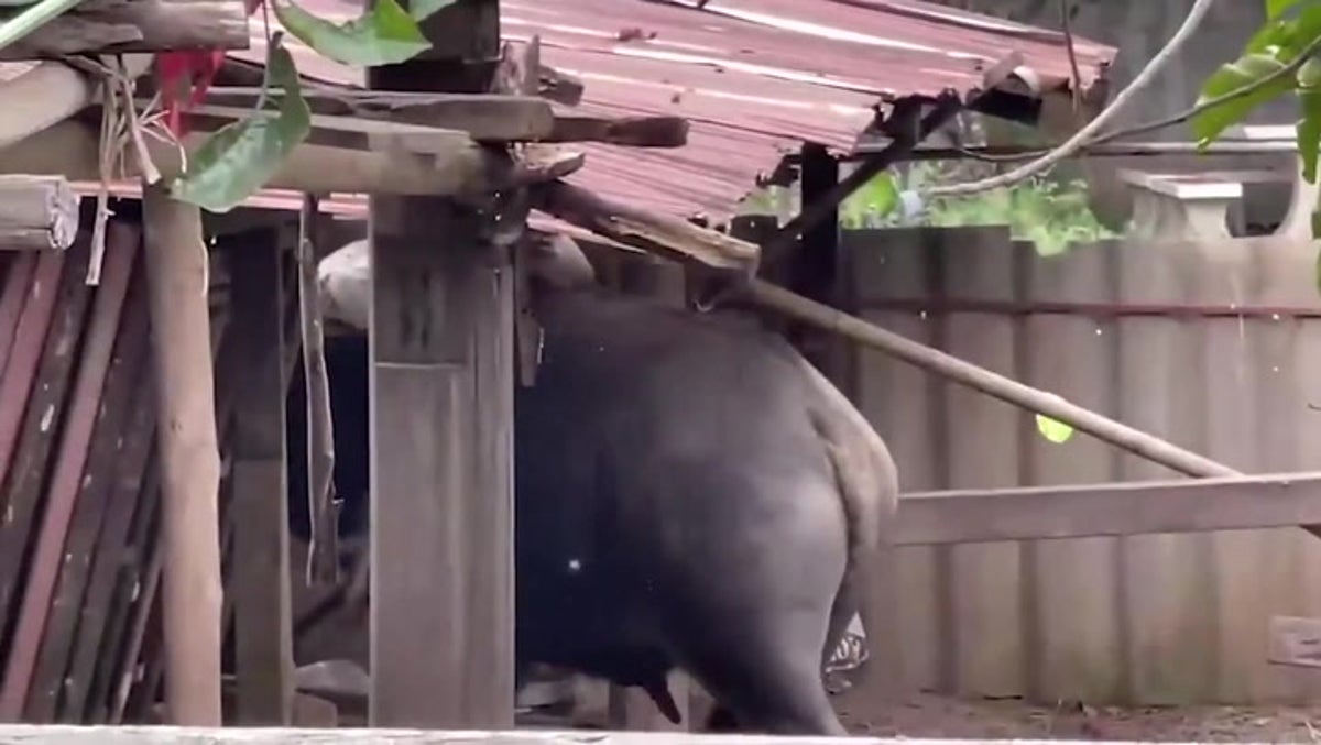 Escaped buffalo rampages through farm buildings in Thailand