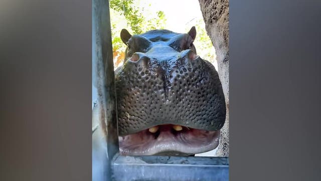 <p>Hippo effortlessly destroys entire pumpkin as a snack</p>