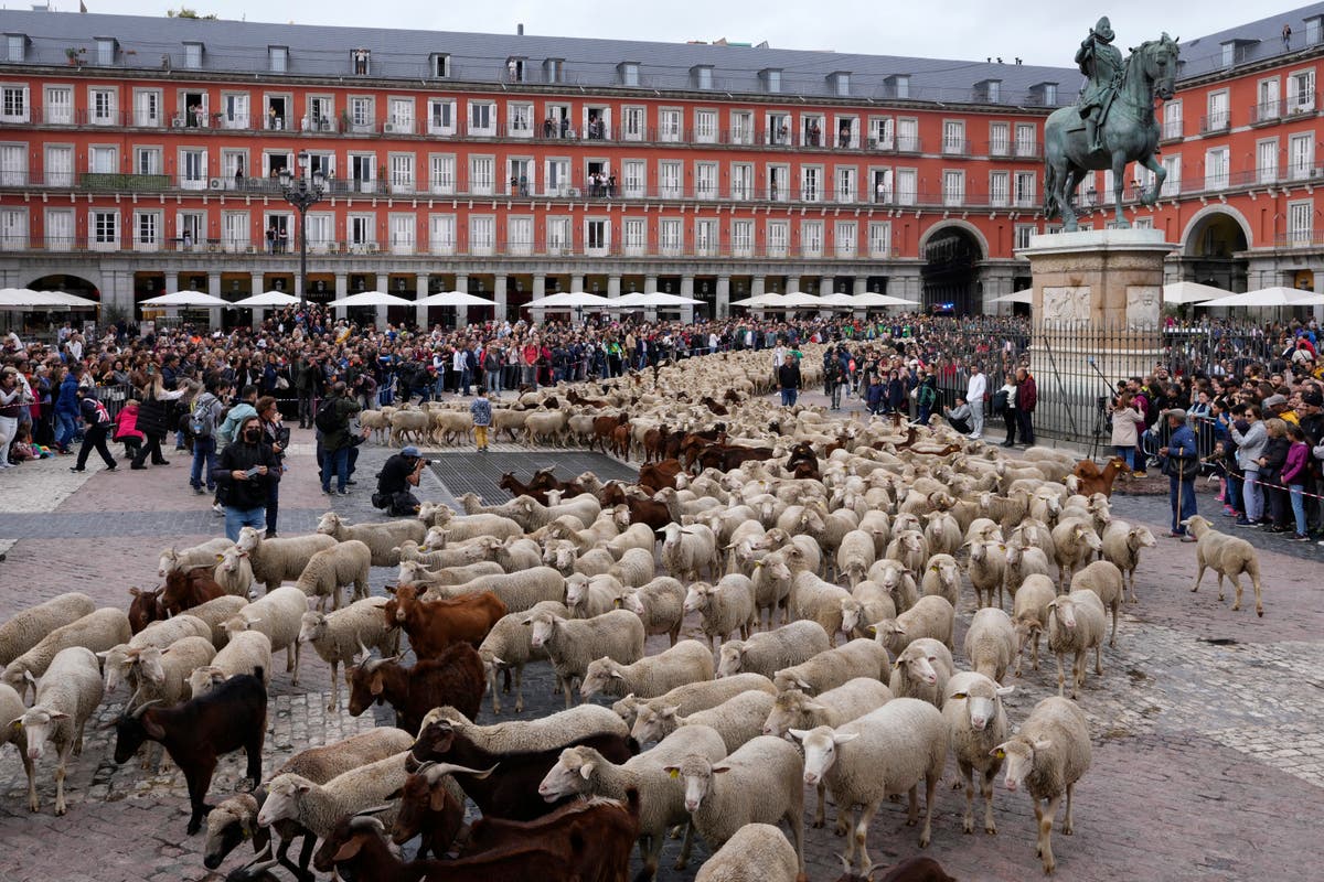 Sheep, goats cross downtown Madrid in echo of past practice