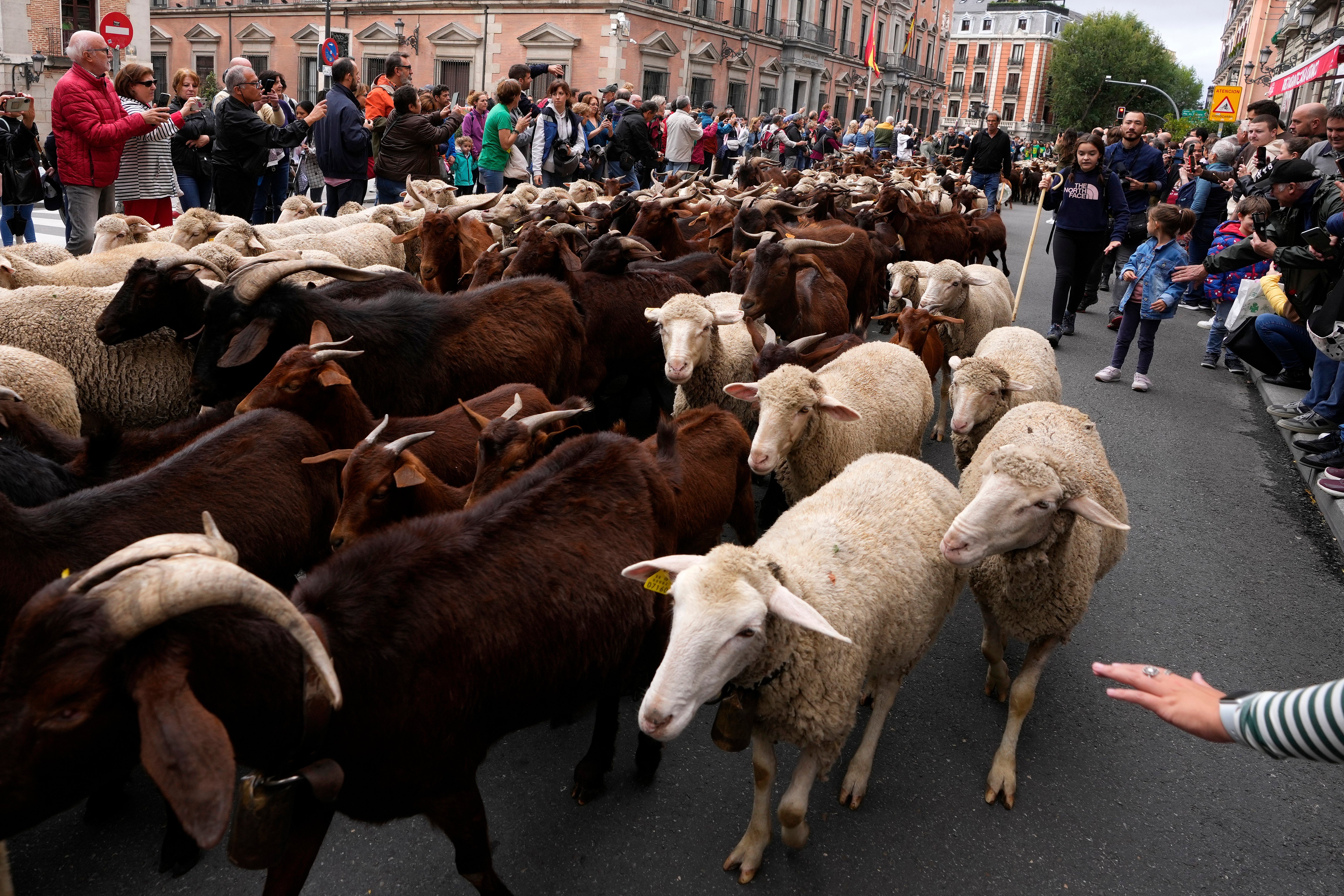 Spain Sheep Crossing