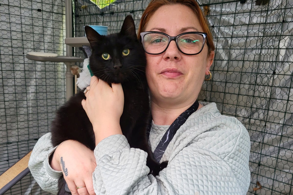 Missing cat reunited with family after six years | The Independent