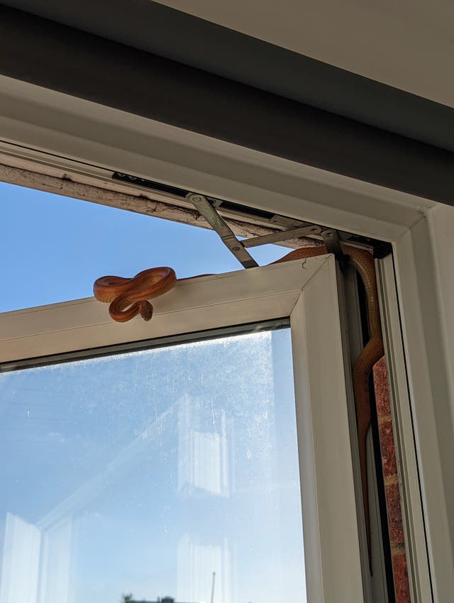 <p>A corn snake attempts to come in through window frame of a home in Hereford Walk, Basildon</p>