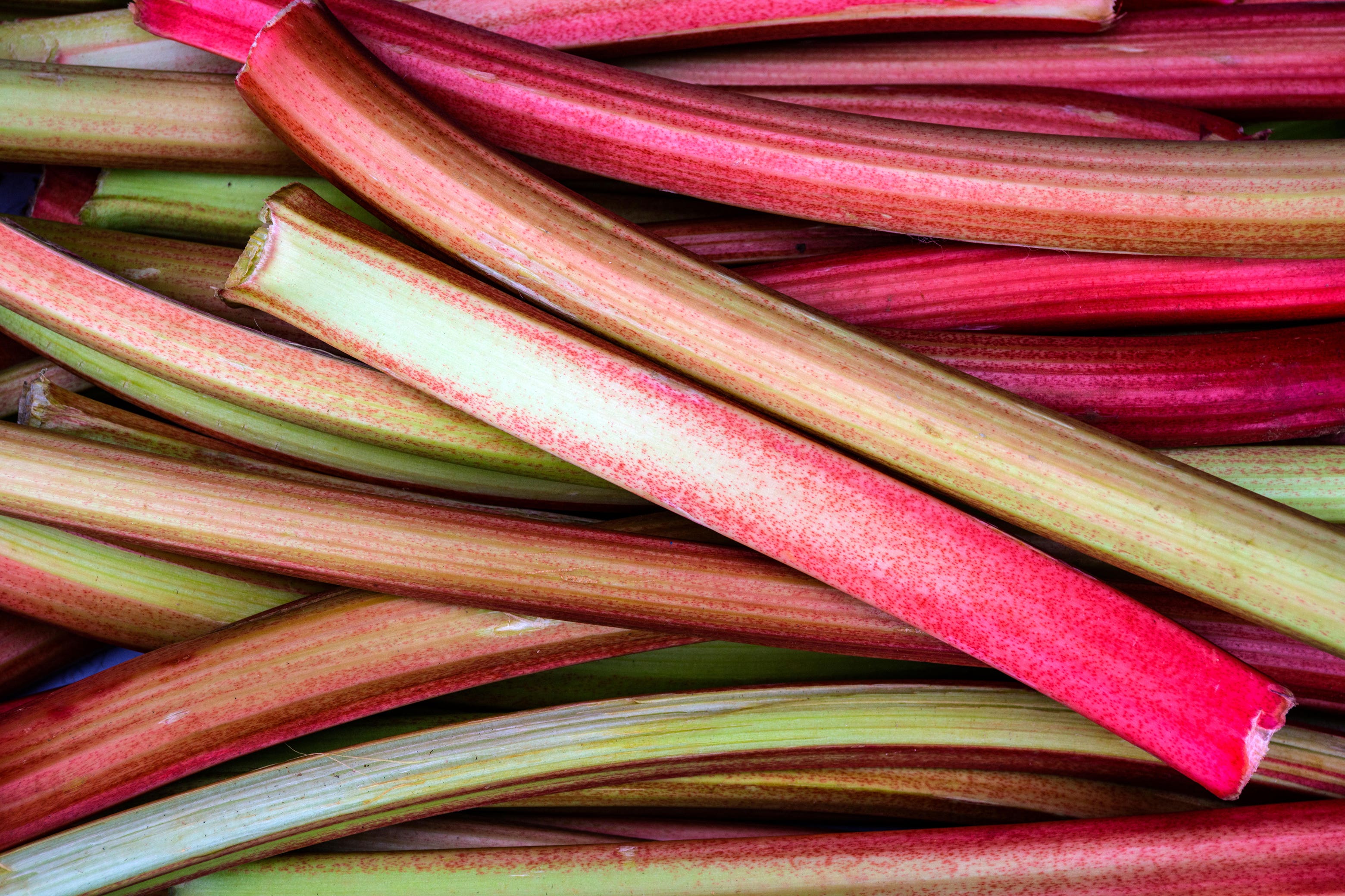 Rhubarb is remarkably easy to grow at home (Alamy/PA)