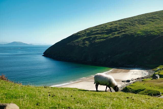 <p>Anchill Island is home to spectacular natural beauty – and plenty of sheep </p>