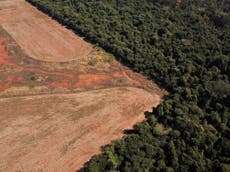 ‘Hollow commitments and vanishing forests’: World not on track to halt devastating deforestation
