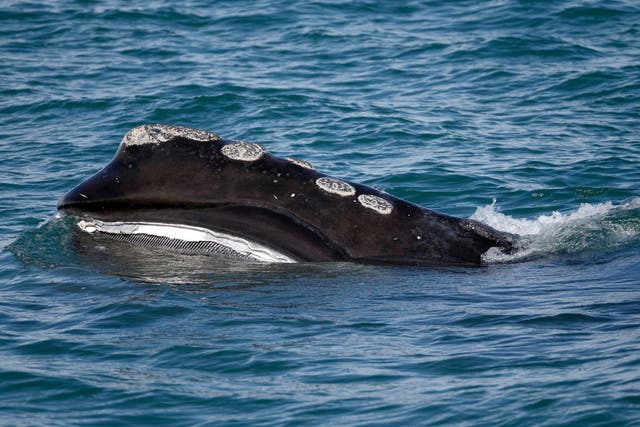 Right Whale Decline