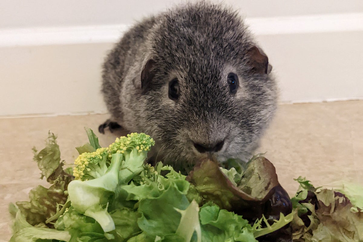 Diabetic guinea pig put on diet | The Independent
