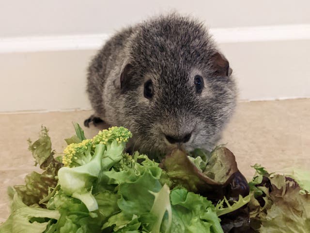 <p>Maple the guinea pig now eats only green food</p>