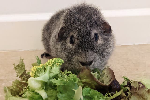 <p>Maple the guinea pig now eats only green food</p>