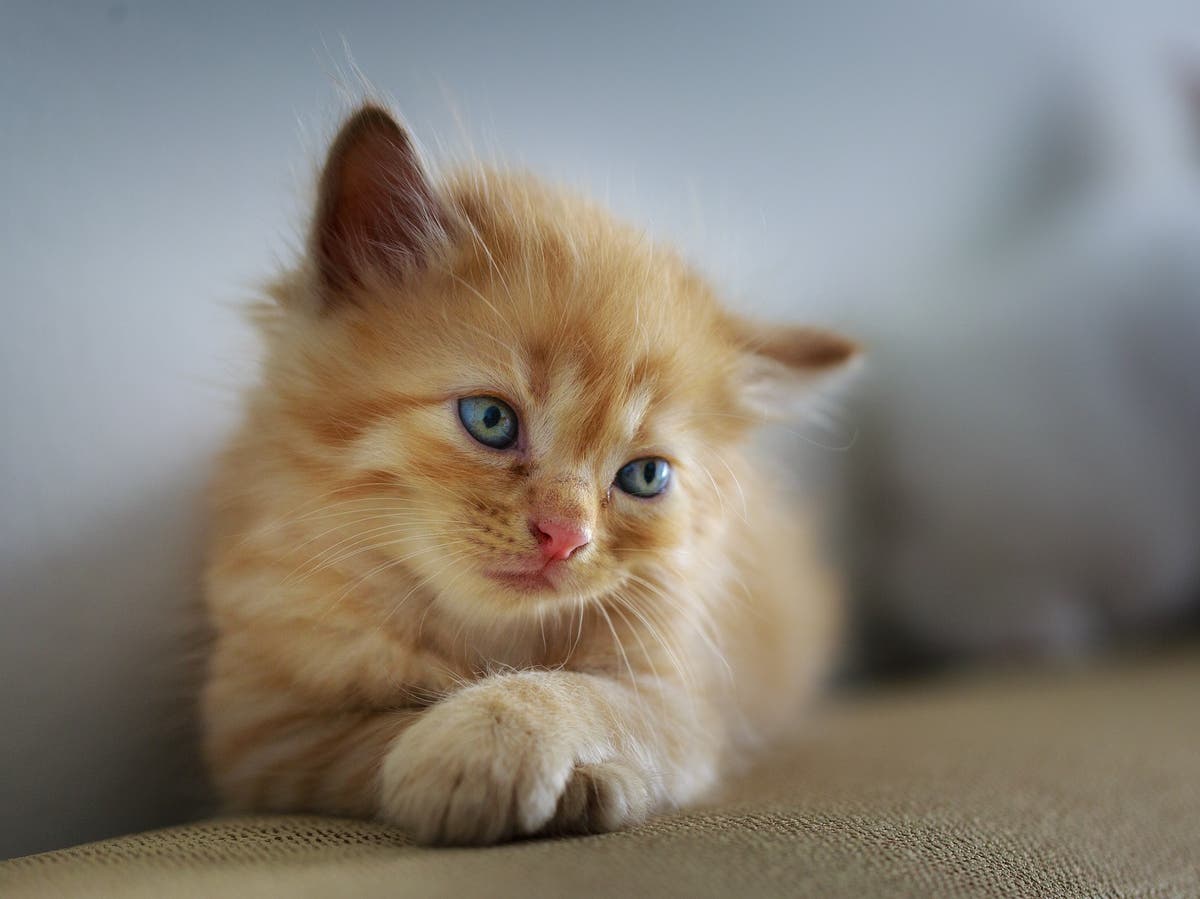 Cats can tell when owners are speaking to them by tone of voice, study suggests