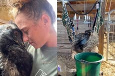 TikTok star Emmanuel the emu never had avian flu – he was stressed