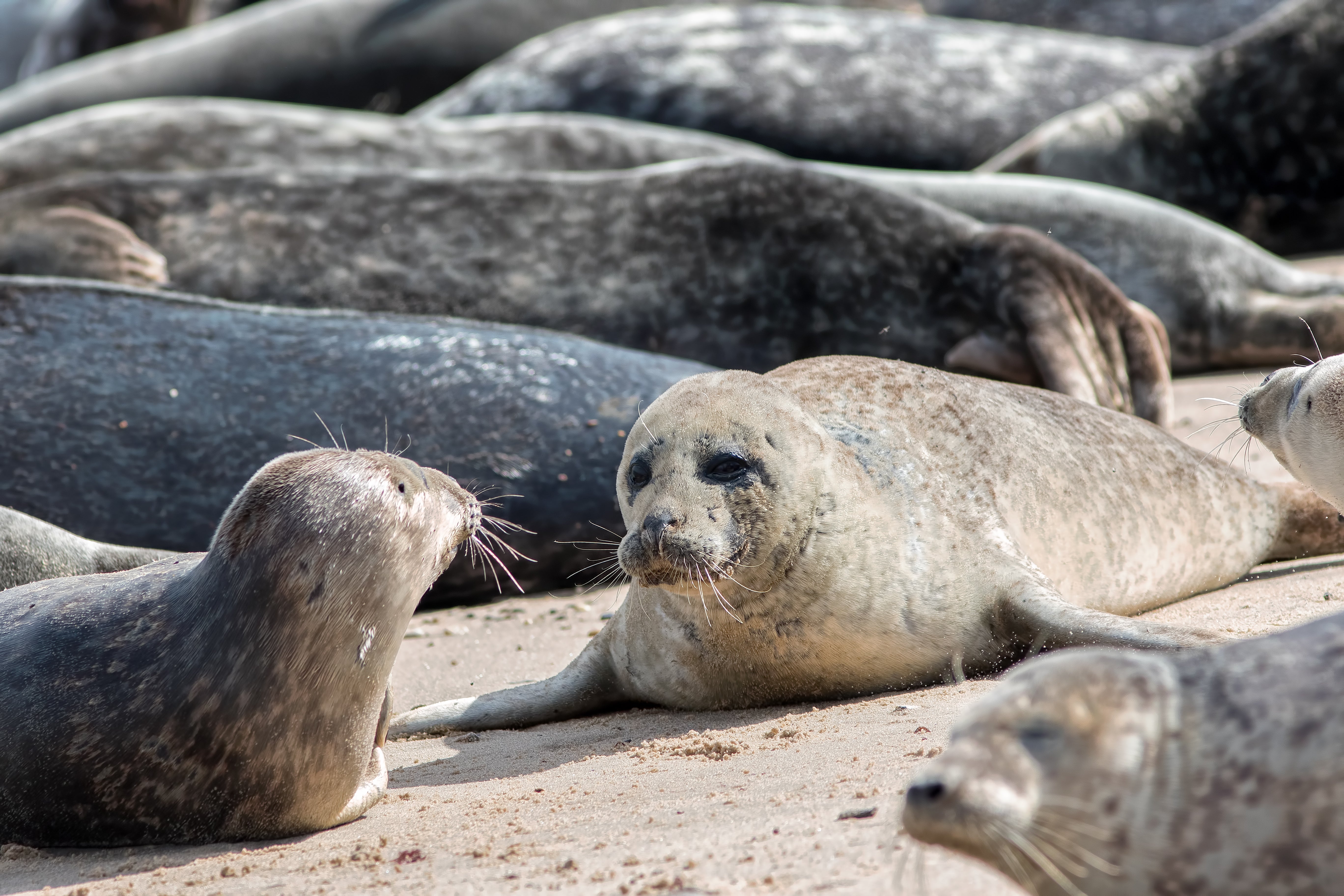 Seals have a sense of rhythm, scientists learn