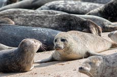 Synchronised swimmers: Seals have a sense of rhythm, scientists learn