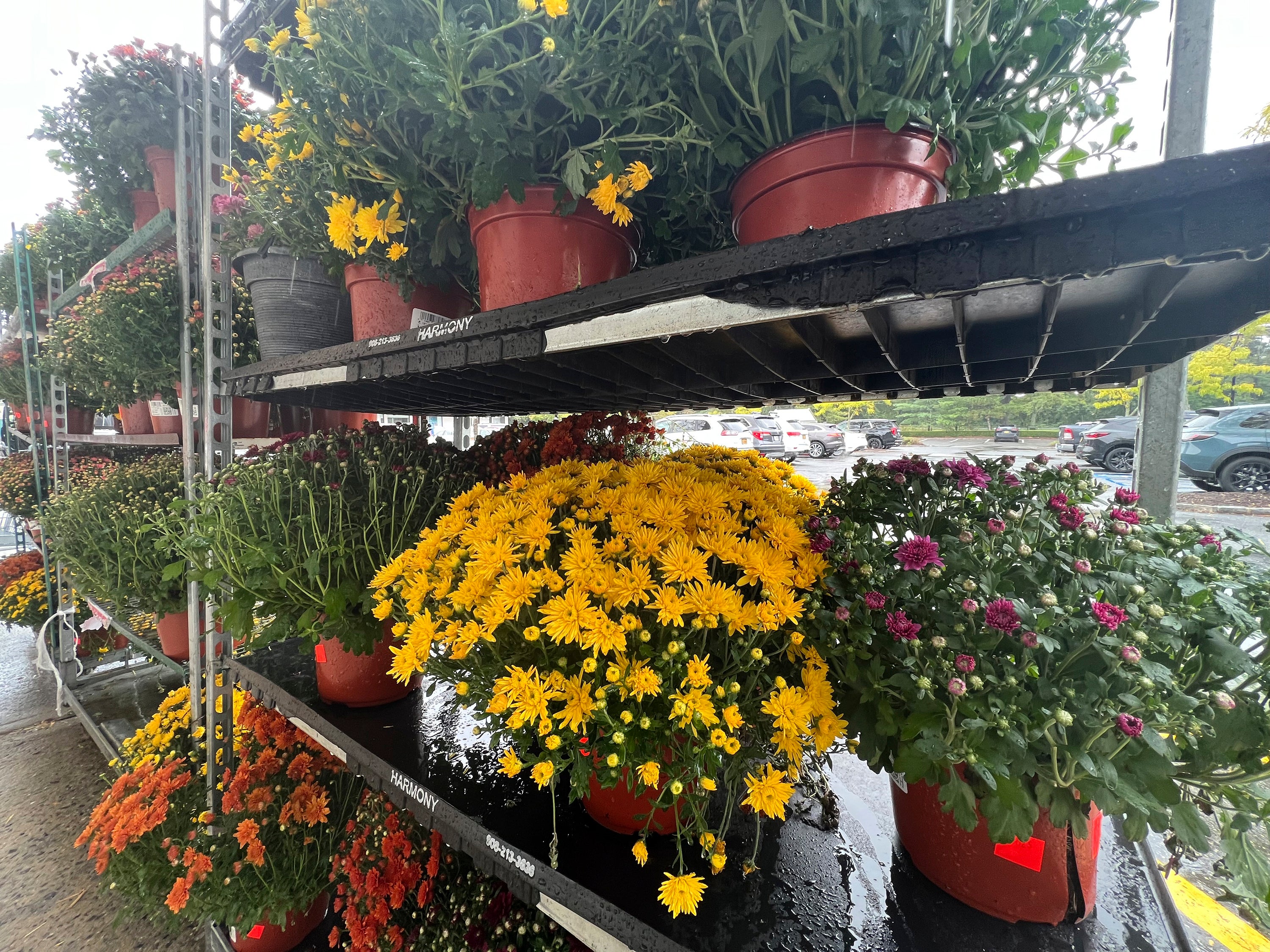 Gardening-Save Your Mums