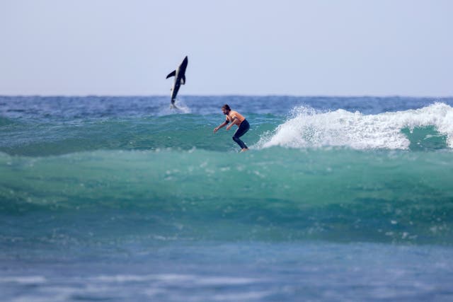 Gran tiburón blanco saltando detrás de un surfista capturado por el fotógrafo Jordan Anast en el sur de California