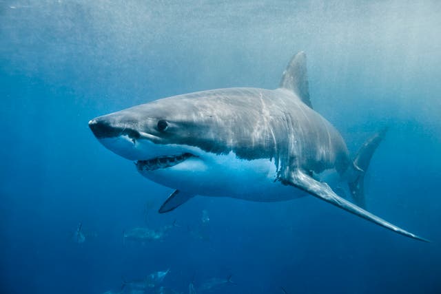 <p>Great white sharks could be in Cornwall </p>