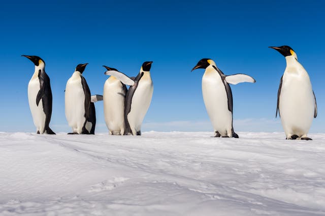 <p>Emperor penguins are threatened by warming temperatures that could melt the sea ice they rely on, the US government said</p>
