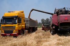 Zimbabwe's focus on wheat set to yield biggest-ever harvest