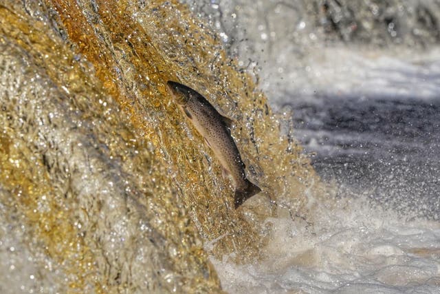 A salmon leaps up the weir on the Tyne at Hexham in Northumberland, where plans for a hydropower plant have been shelved (Owen Humphreys/PA)