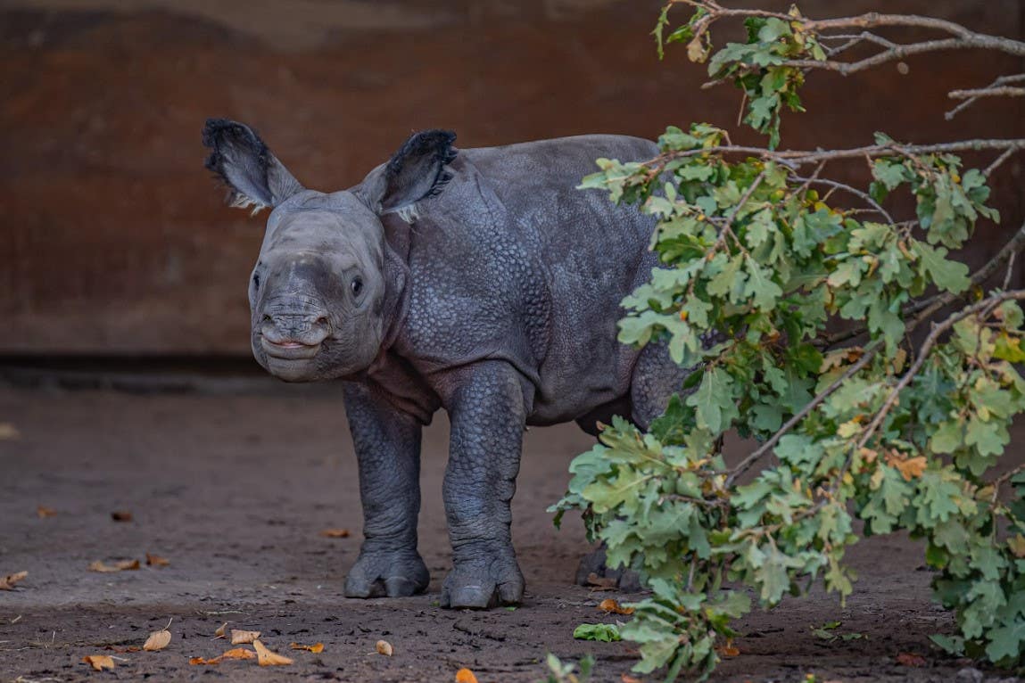 Staff at Chester Zoo are ‘thrilled’ at the birth of a one-horned rhino calf (Chester Zoo/PA)