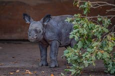 Birth of rare greater one-horned rhino calf captured on camera at Chester Zoo